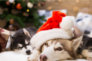 Les meilleurs cadeaux pour ceux qui aiment les animaux